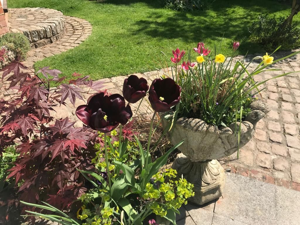 A garden with various flowers and plants, a stone pathway, and a brick wall.