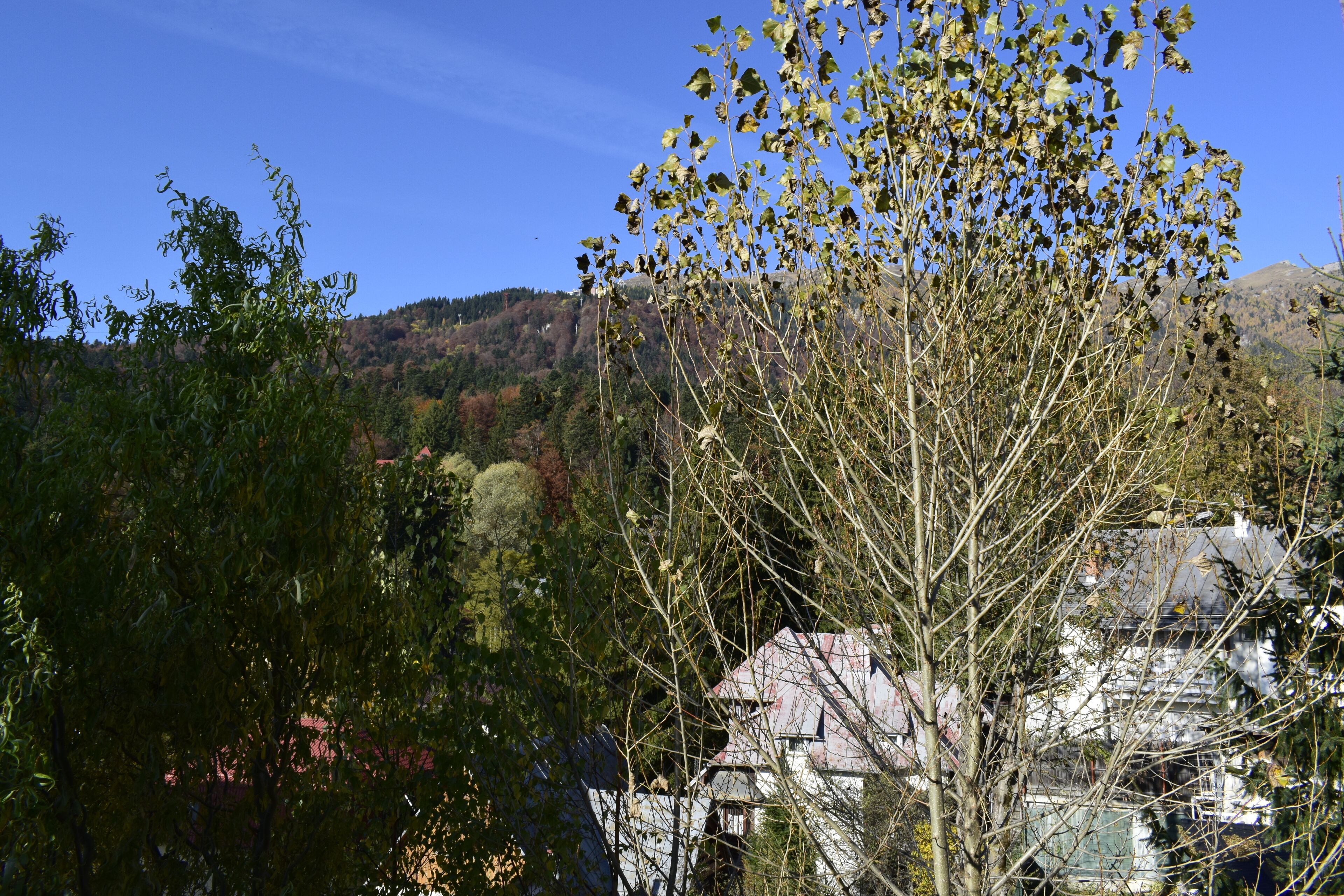 A residential area with houses and trees.
