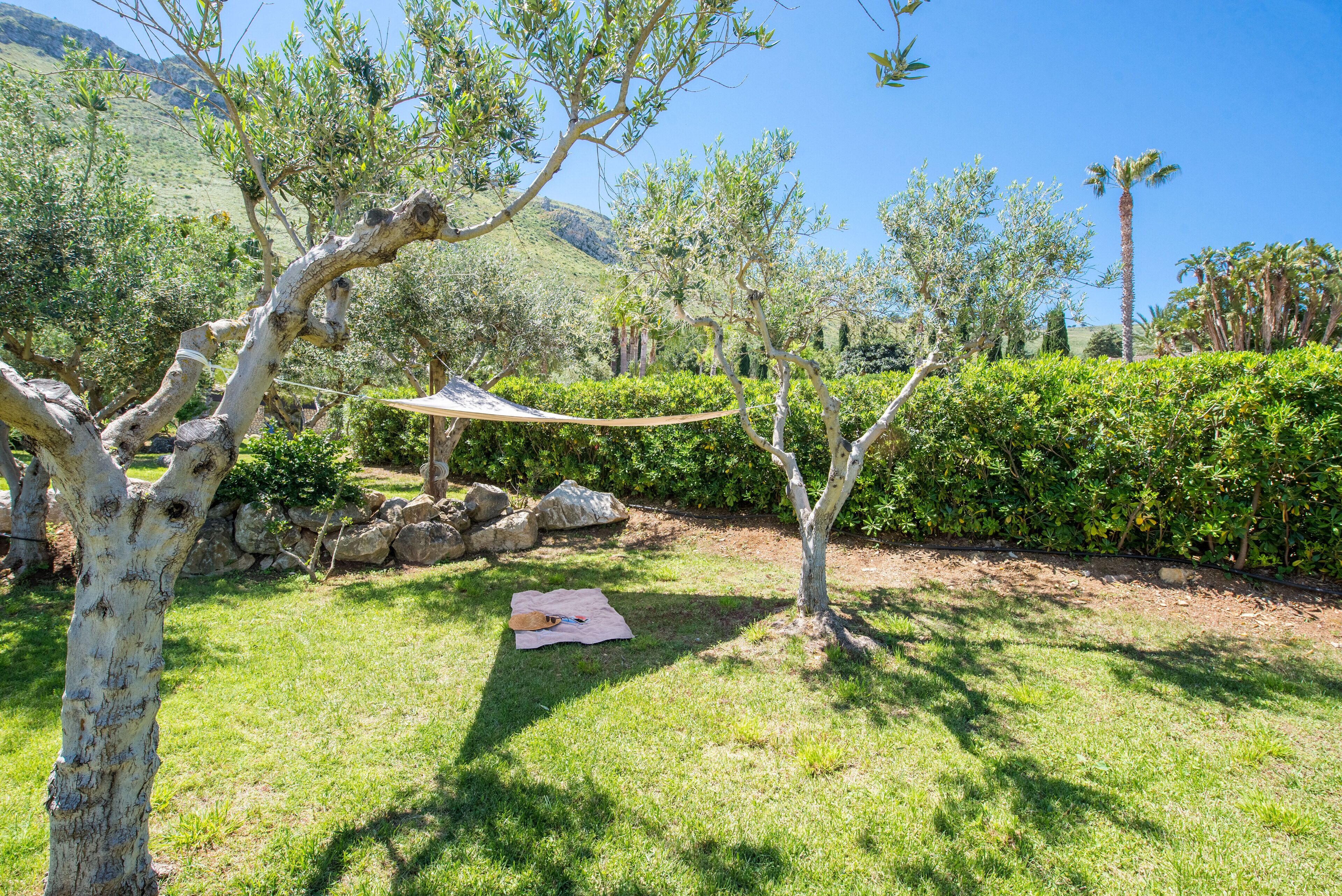 A grassy outdoor area with trees and a hammock.