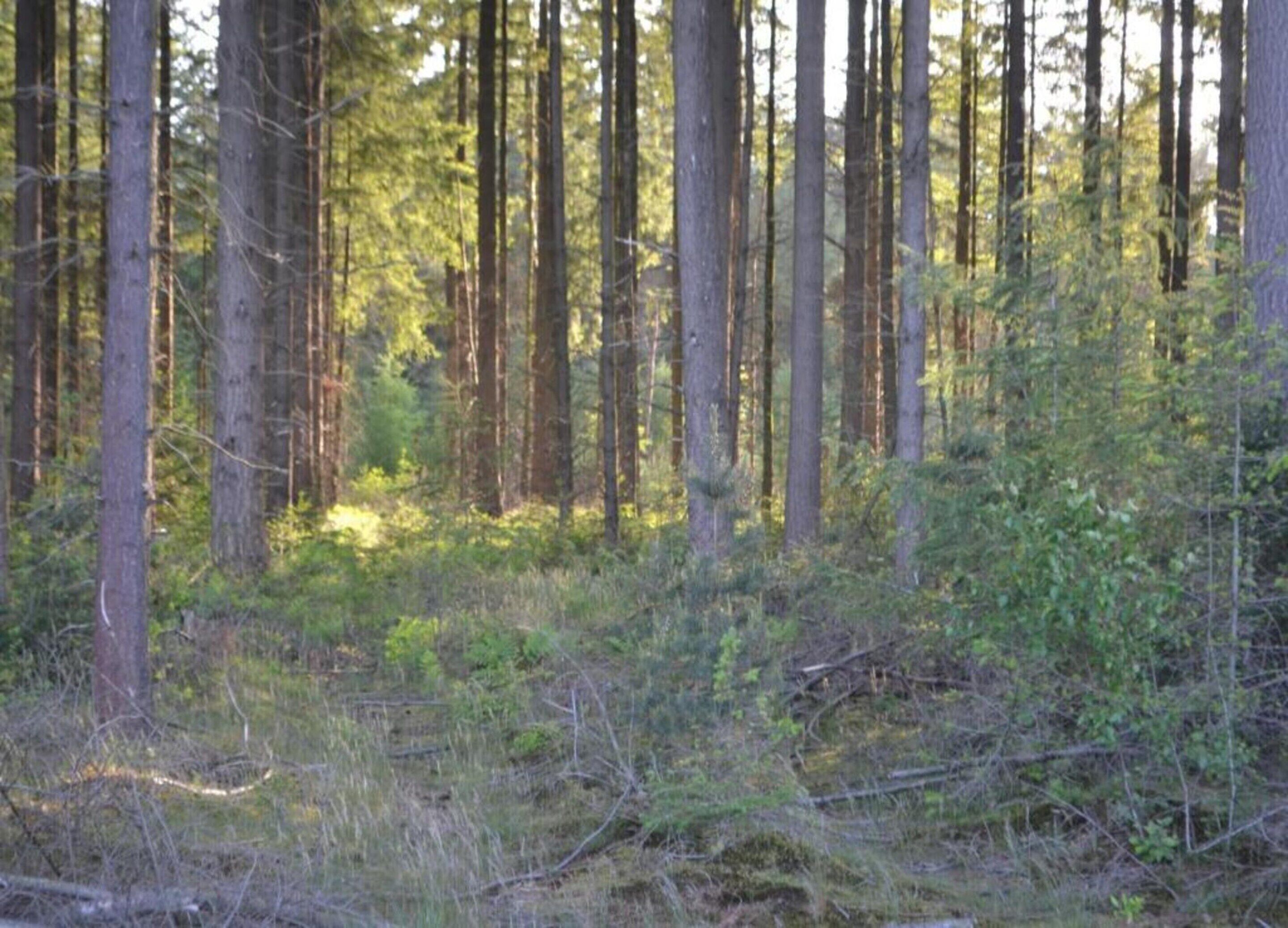 A dense forest with tall trees and underbrush.