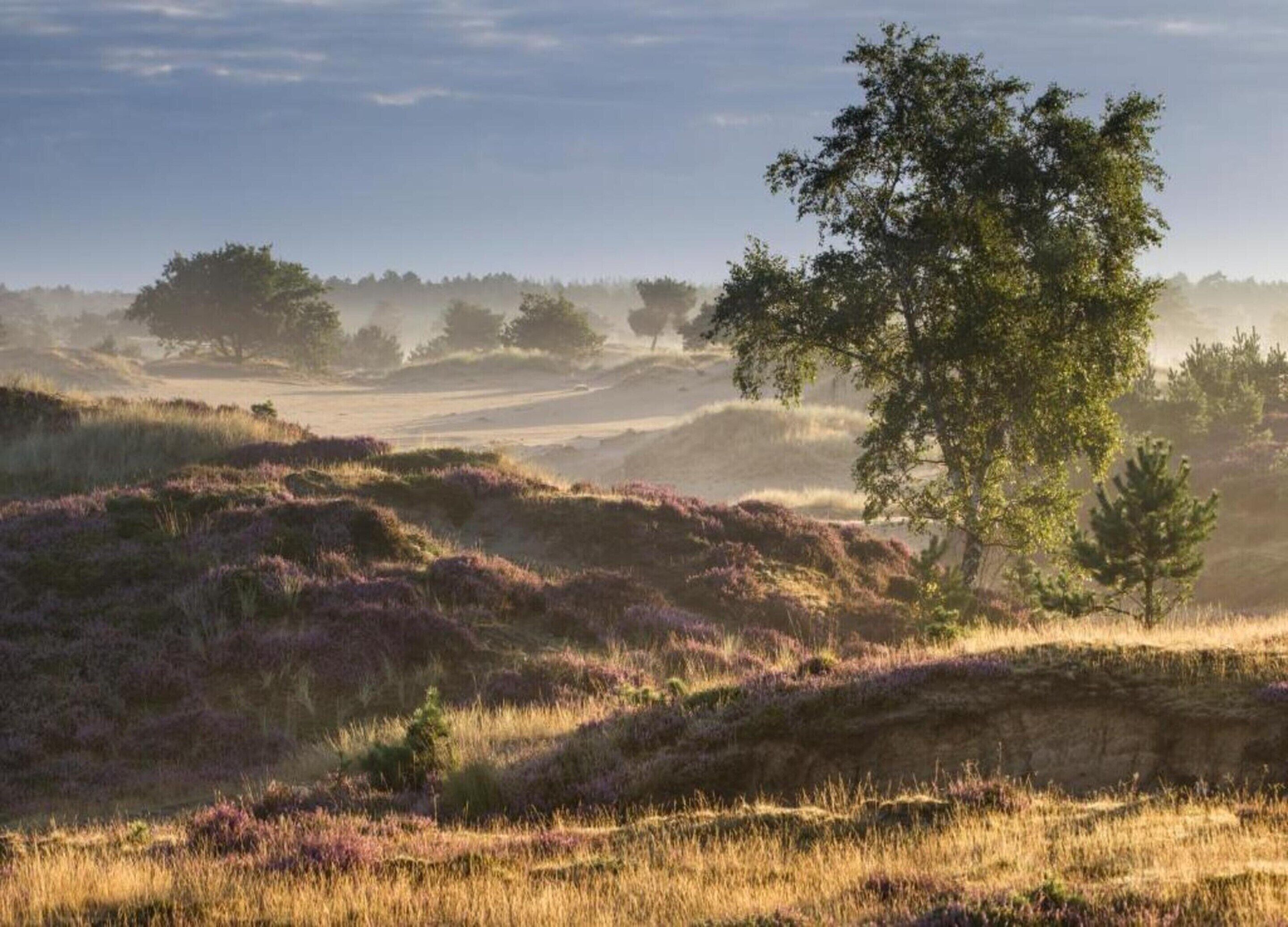 A natural landscape with rolling hills, a prominent tree, and a misty atmosphere.