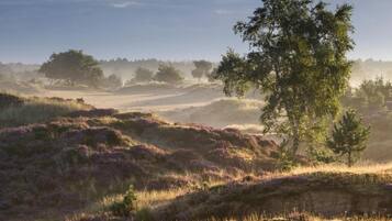 A natural landscape with rolling hills, a prominent tree, and a misty atmosphere.