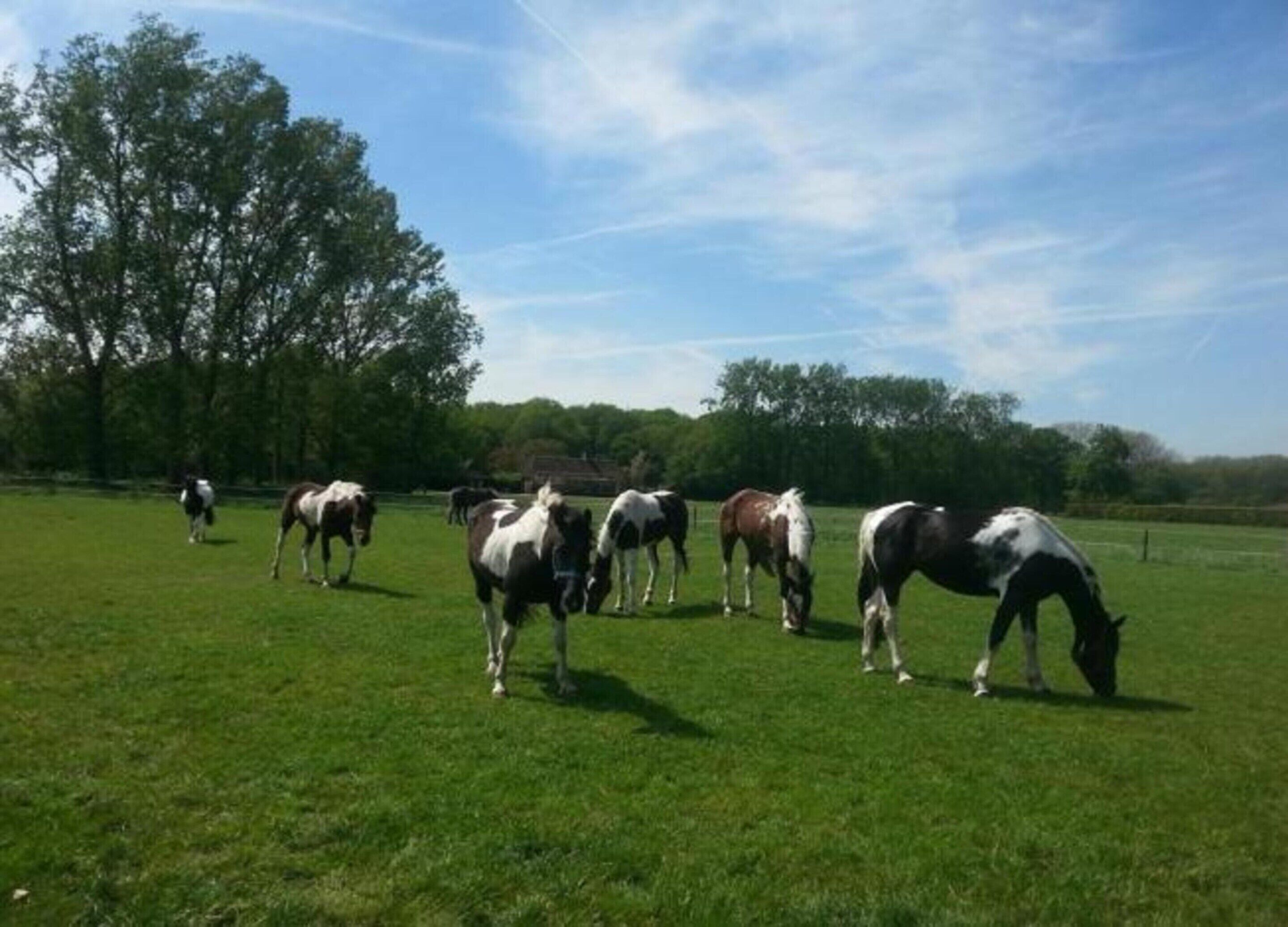 Un groupe de chevaux paît dans un champ herbeux, avec des arbres en arrière-plan.
