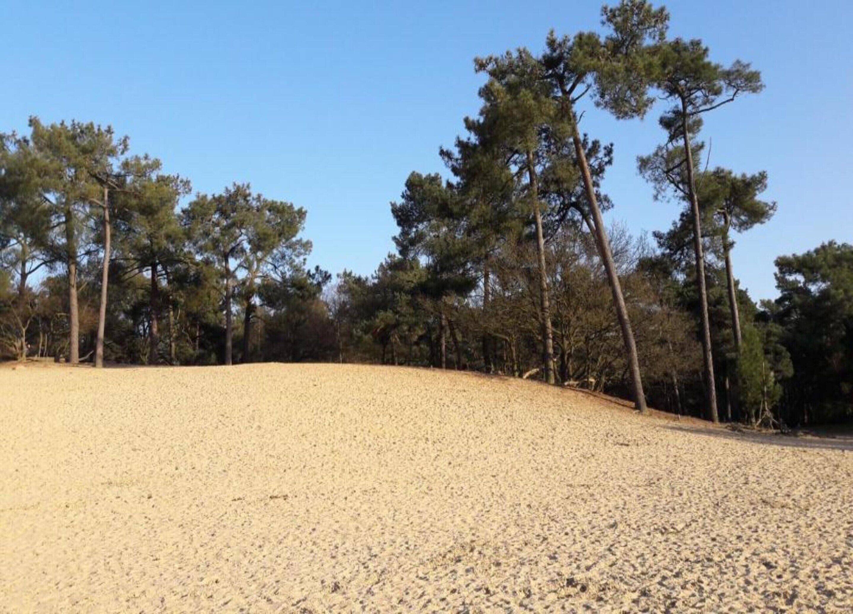 A gravel area with trees in the background.