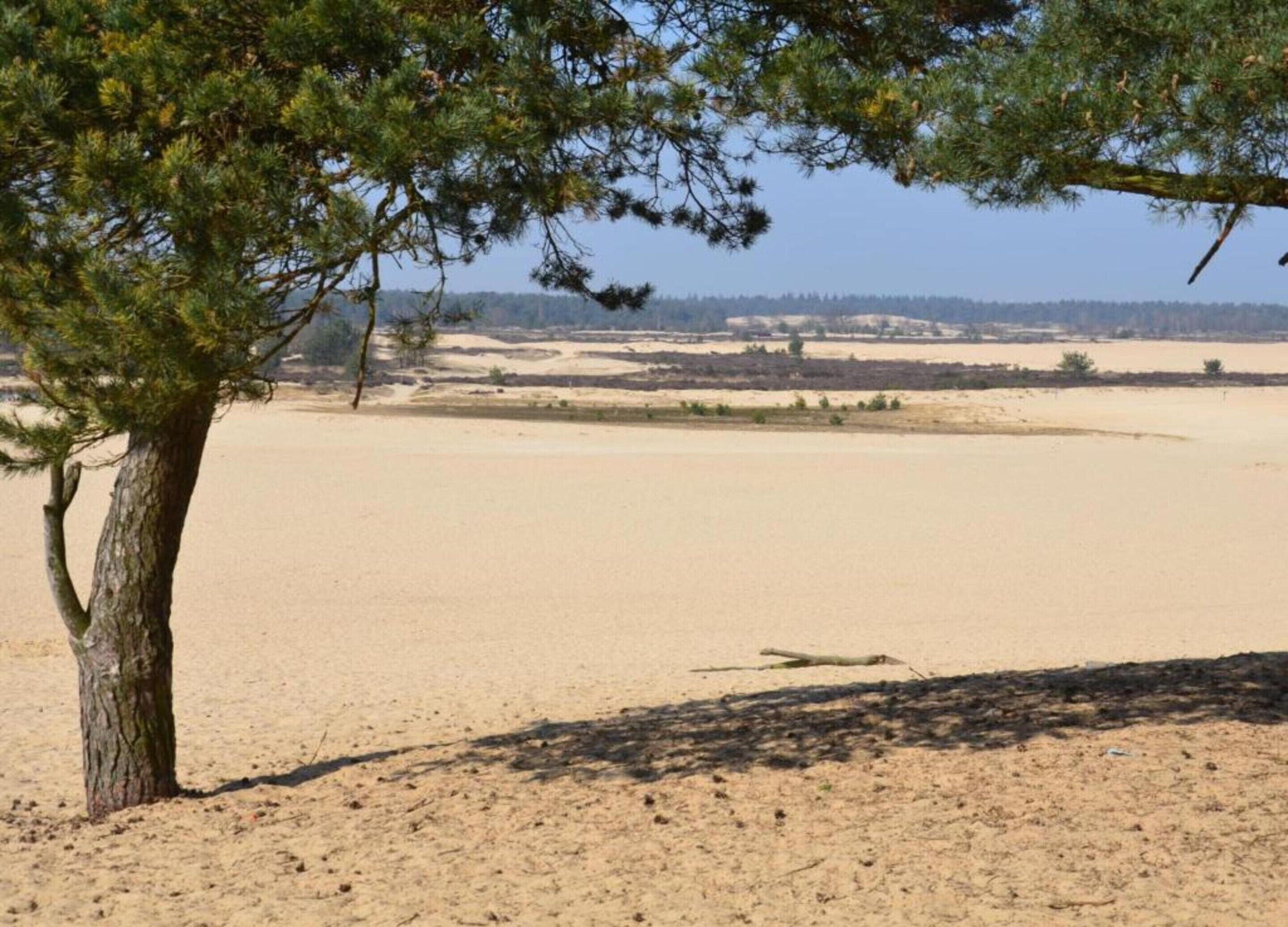 Paisaje arenoso con un árbol en primer plano y terreno llano al fondo.