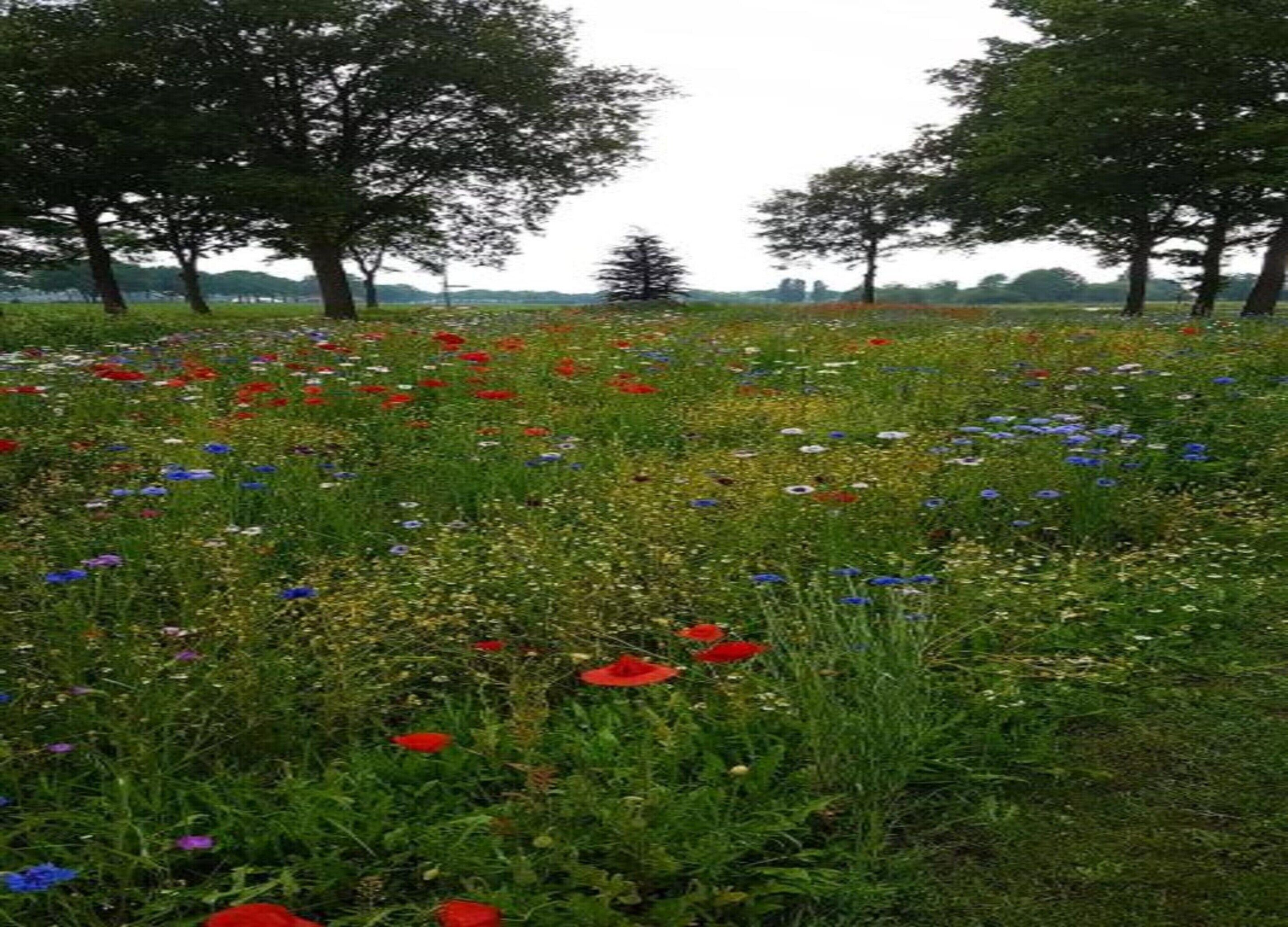 A field with various wildflowers and trees.