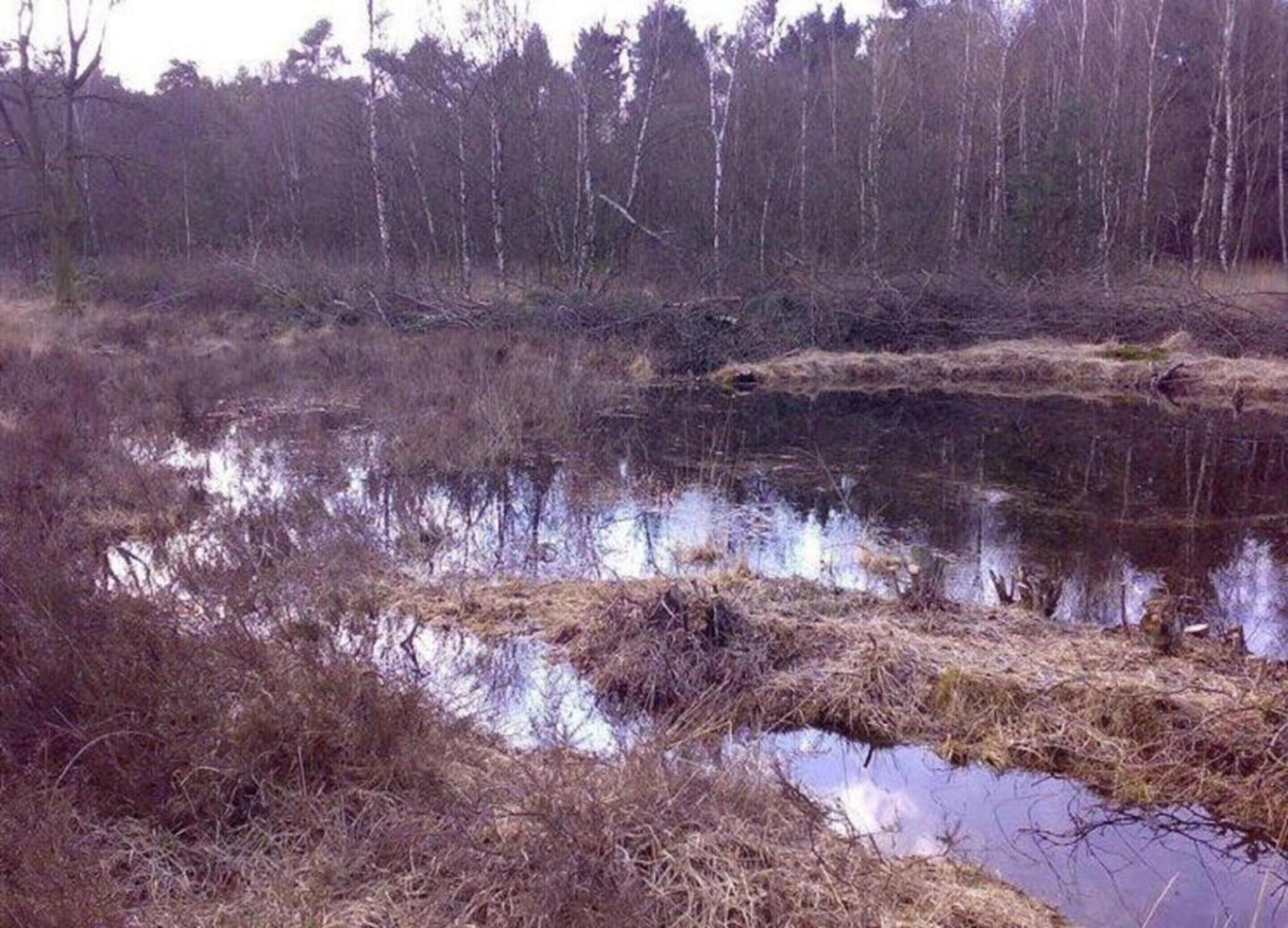 Un paysage naturel avec un étang entouré d’herbes sèches et d’arbres.