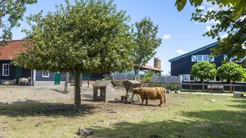 House | Property grounds