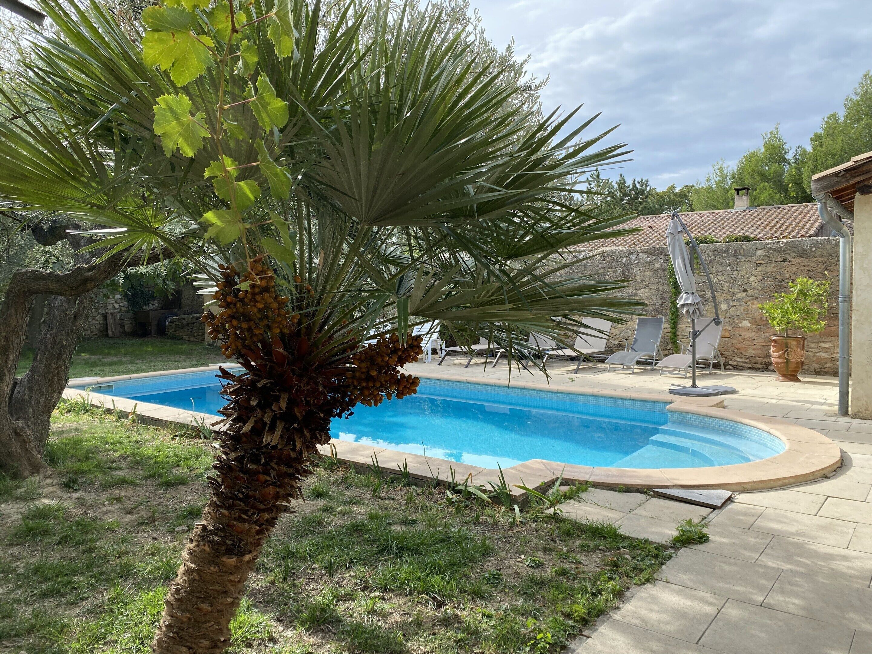 Una piscina circondata da erba e palme, con un muro in pietra e arredi da giardino sullo sfondo.