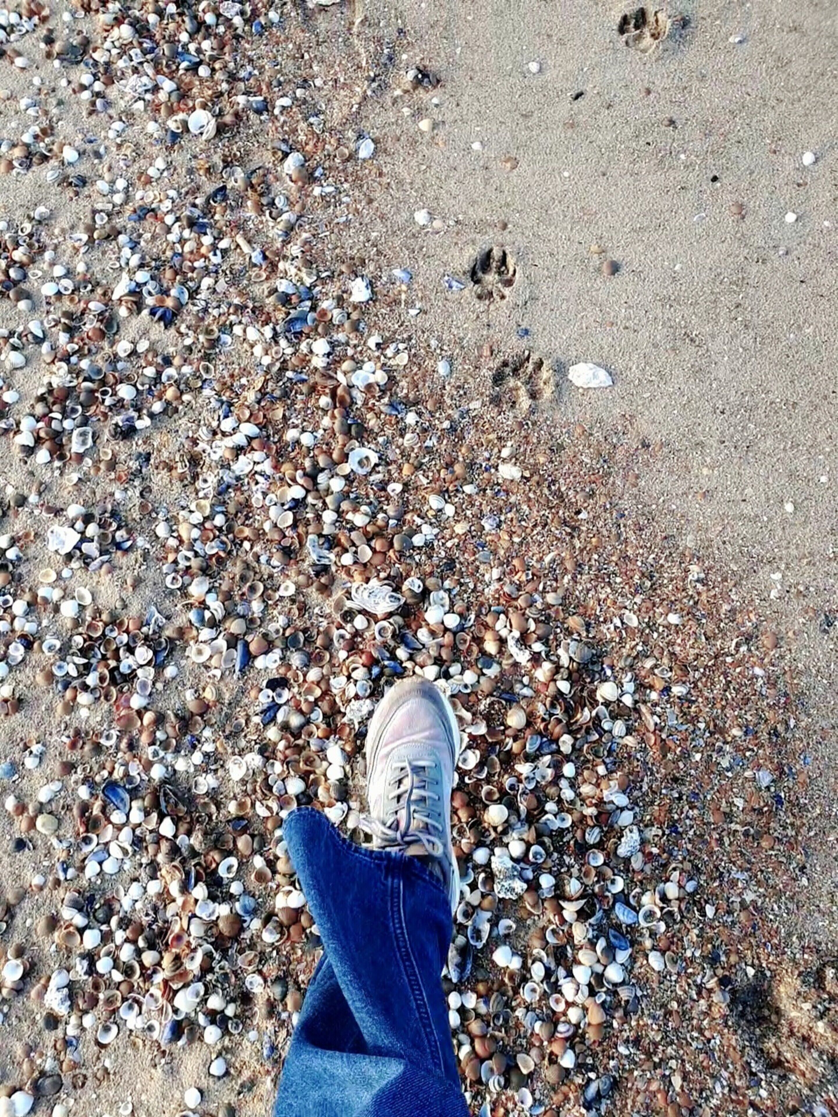 A person's foot stepping on a beach with a variety of shells and pebbles.
