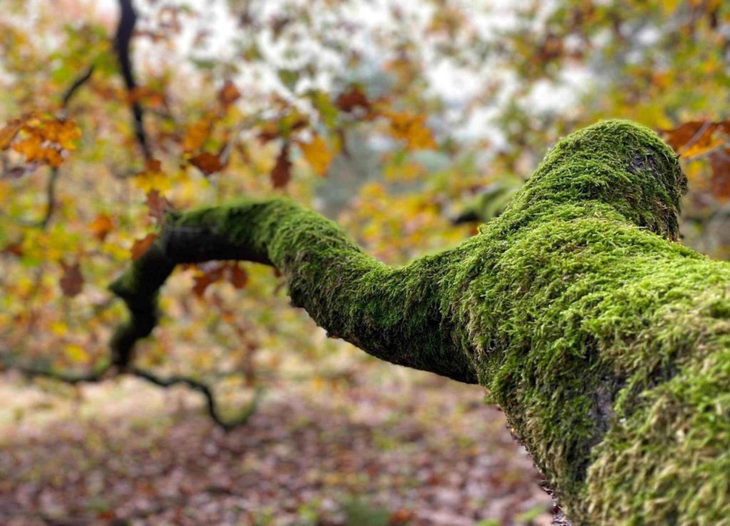 Une branche d’arbre recouverte de mousse s’étendant vers l’horizon.