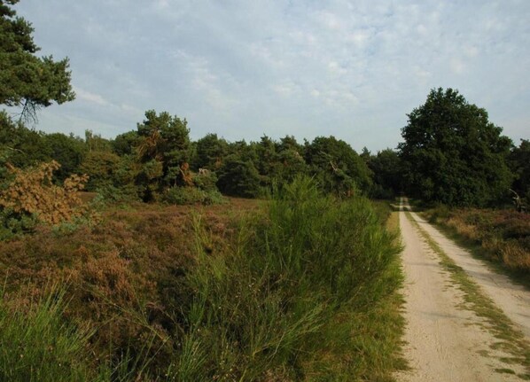 Un sendero de tierra que atraviesa un paisaje natural con vegetación densa y árboles.
