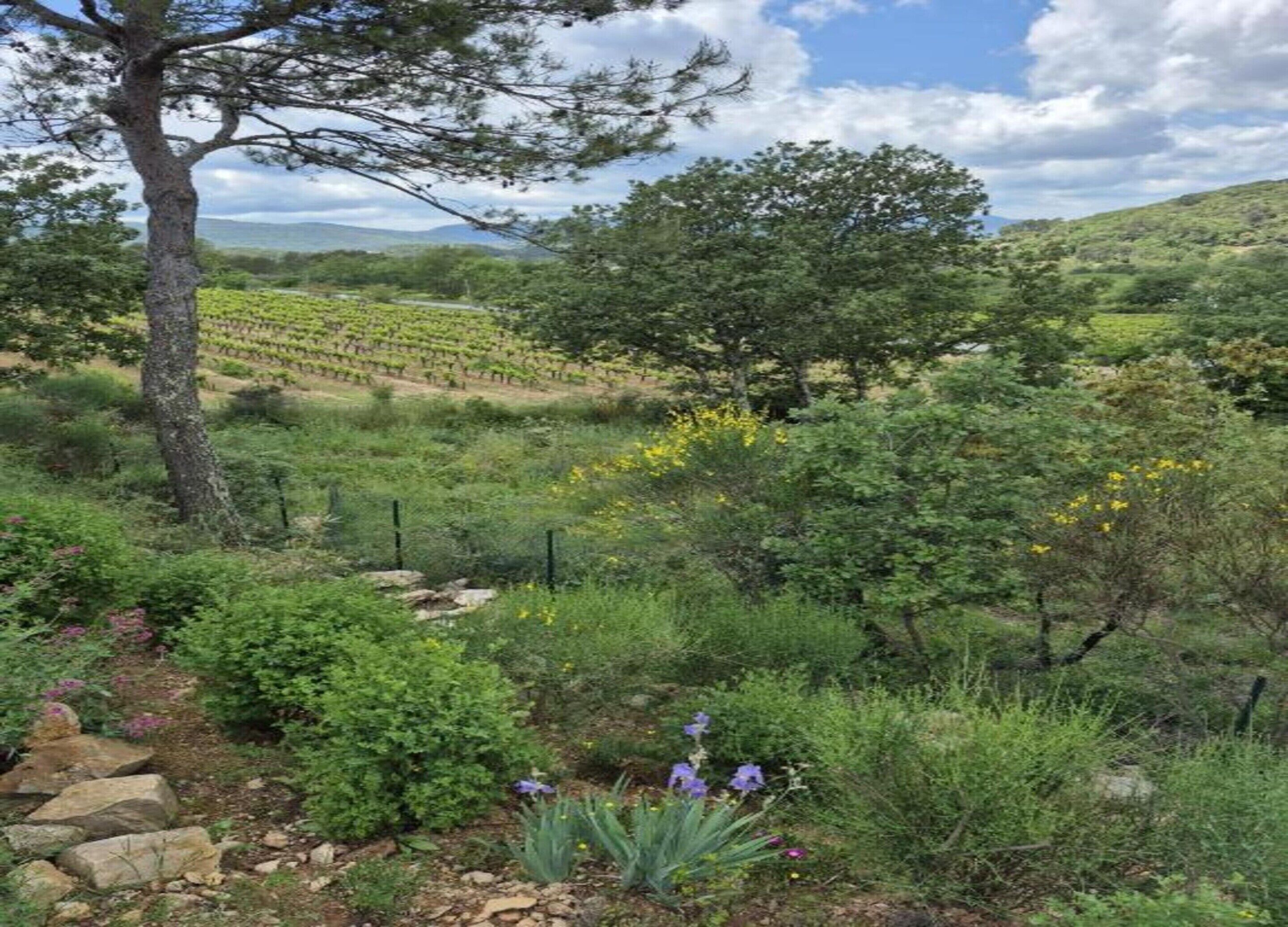 En vingård med rækker af vinstokke, et stort træ og forskellige buske og blomster.