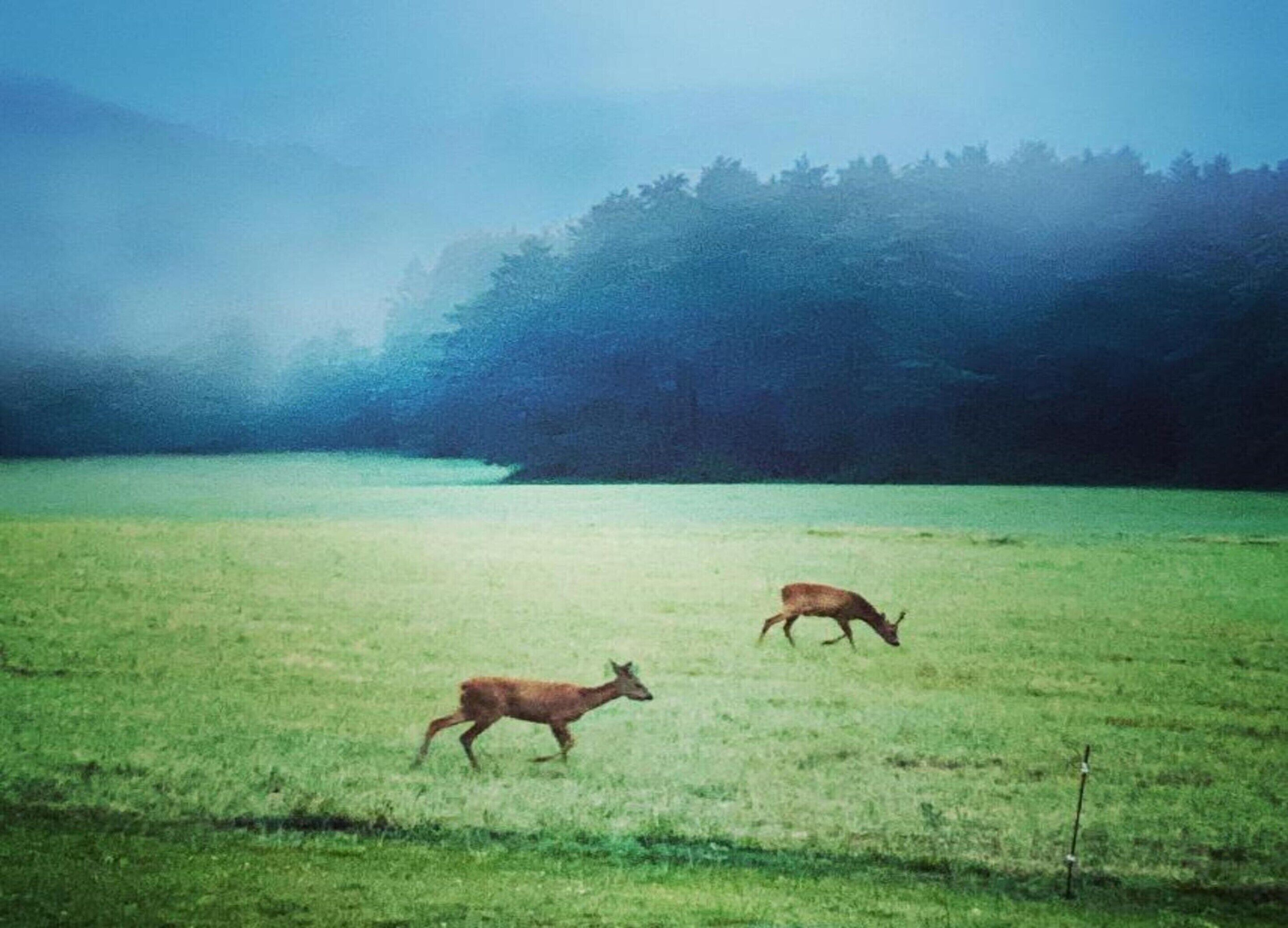 Ruohikkoalue, jolla on kaksi peuraa, ja taustalla näkyy metsä.