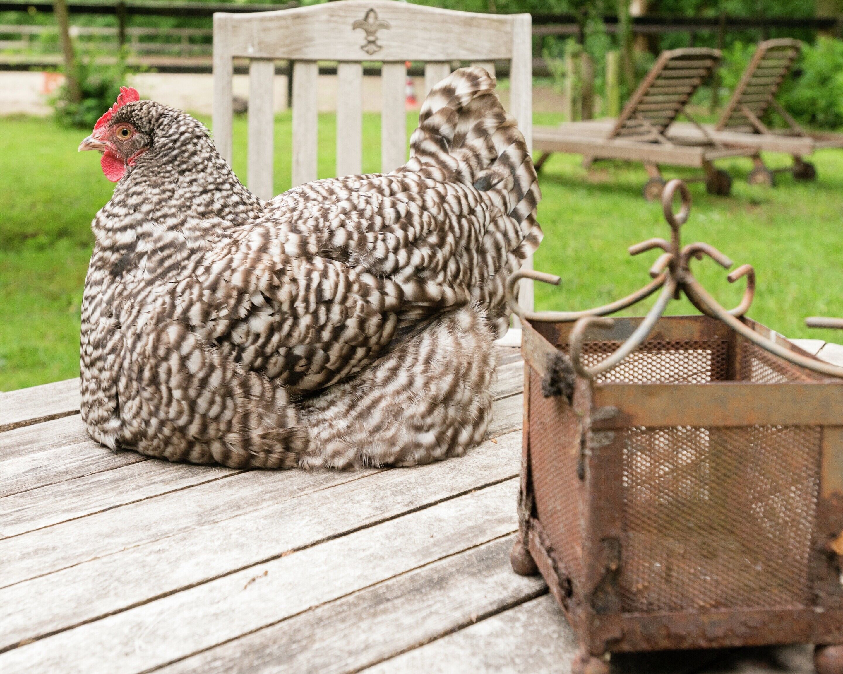 A chicken on a wooden surface with a metal mesh container nearby.