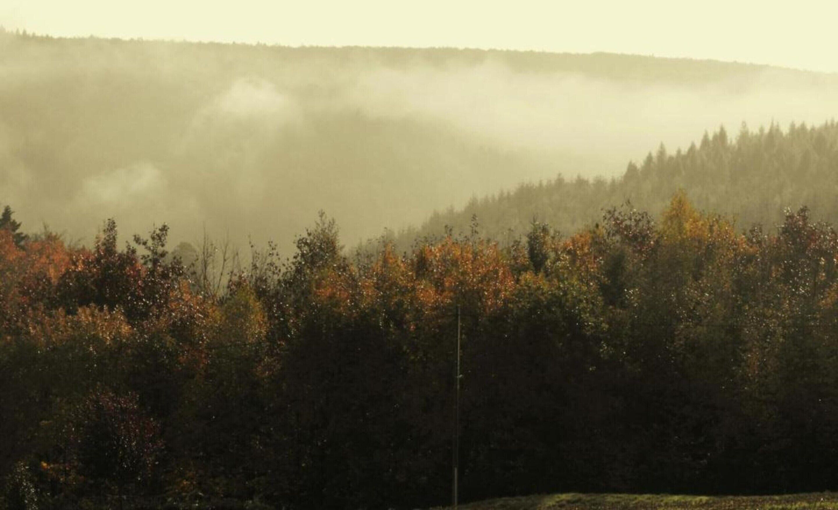 A forested landscape with a misty background.