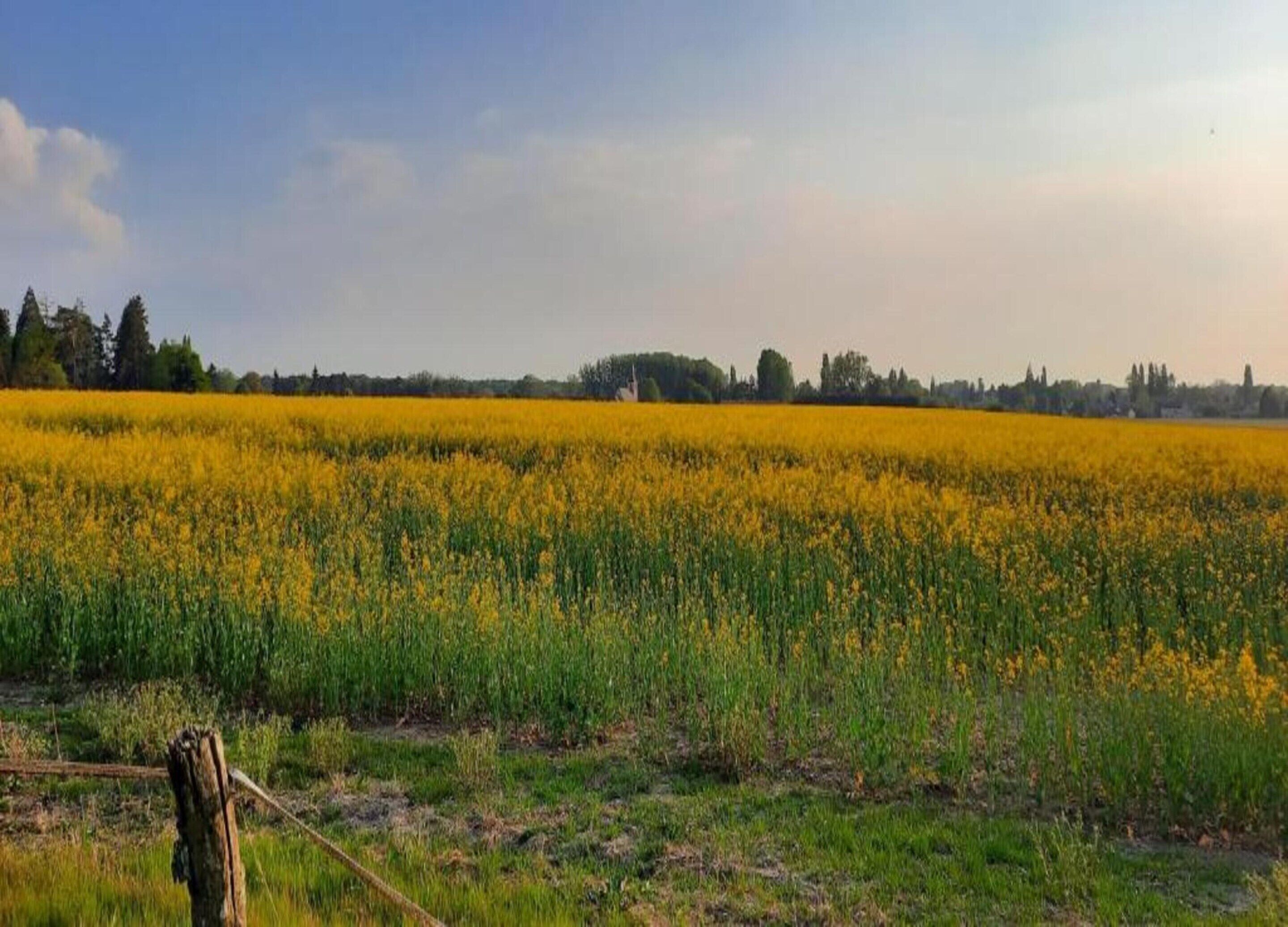 Ein Feld voller gelber Blumen mit einem Zaun im Vordergrund.