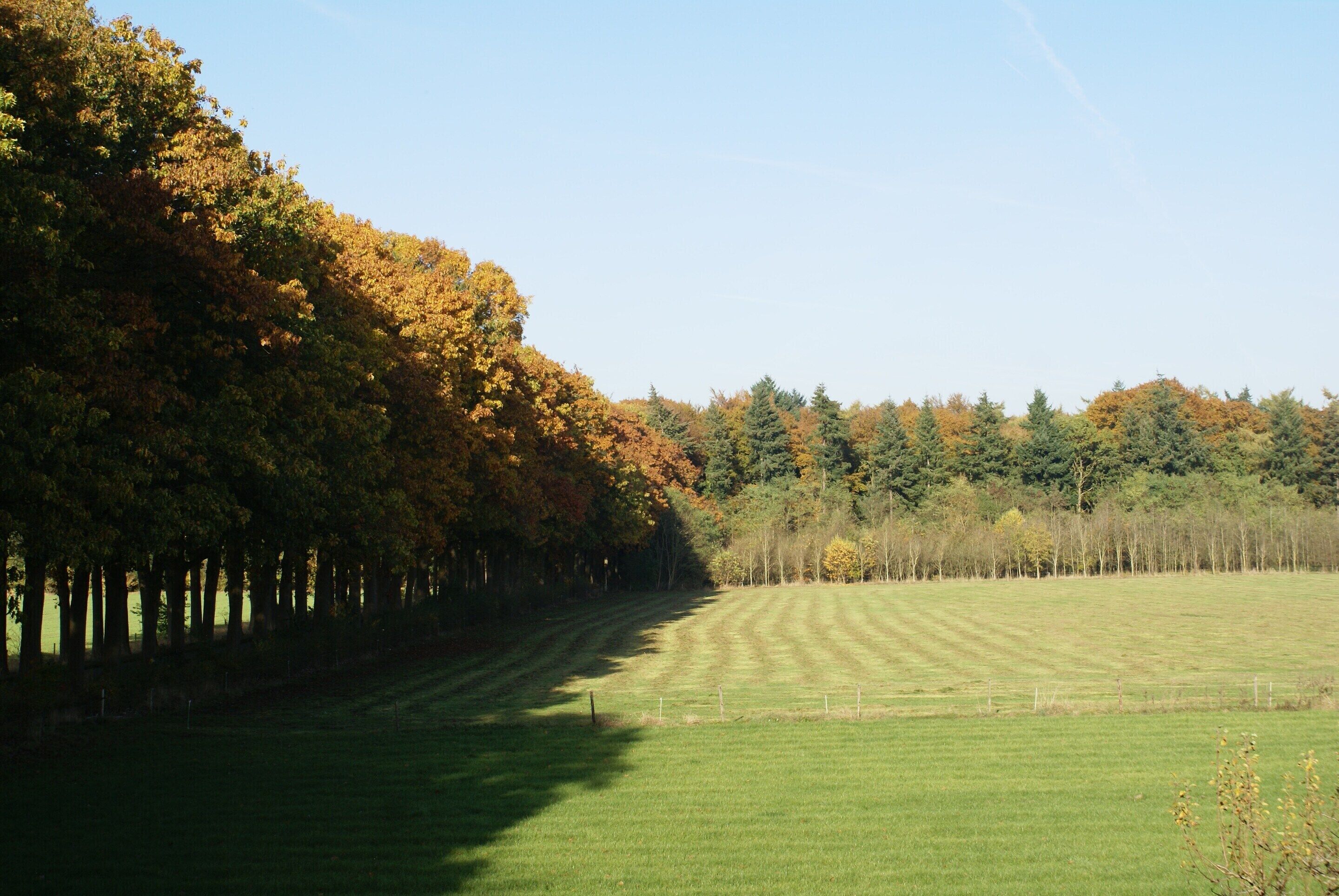 A field with a row of trees on one side and a clear sky.