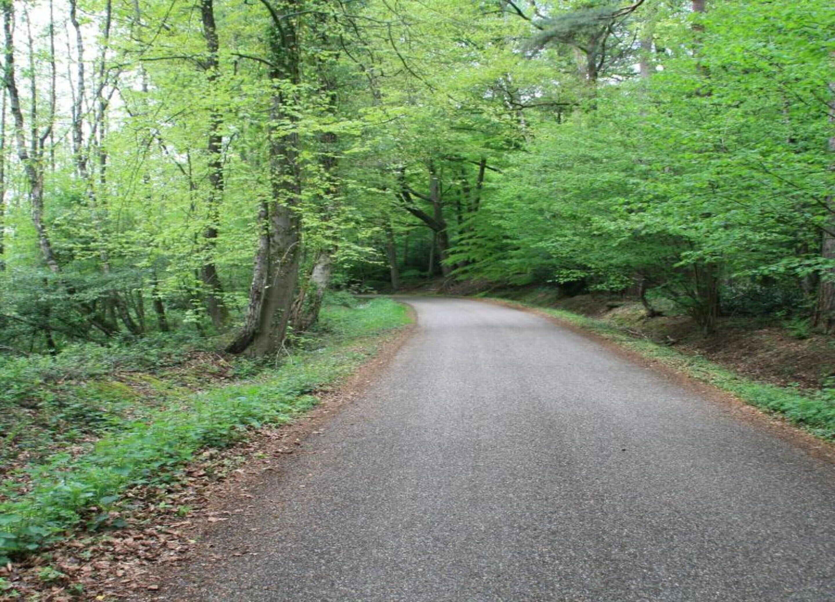 A paved road surrounded by dense green foliage.