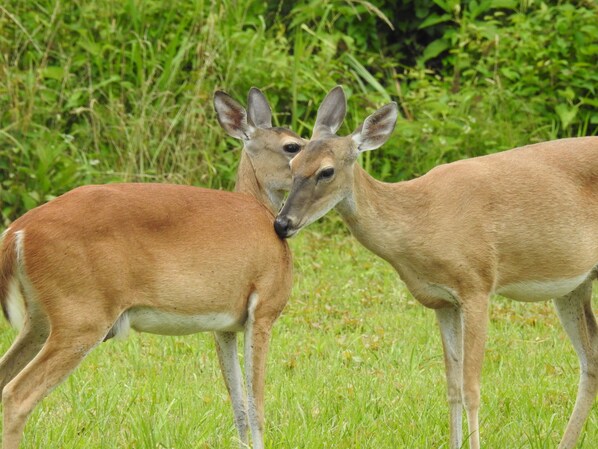 Deux cerfs dans un champ d’herbe.