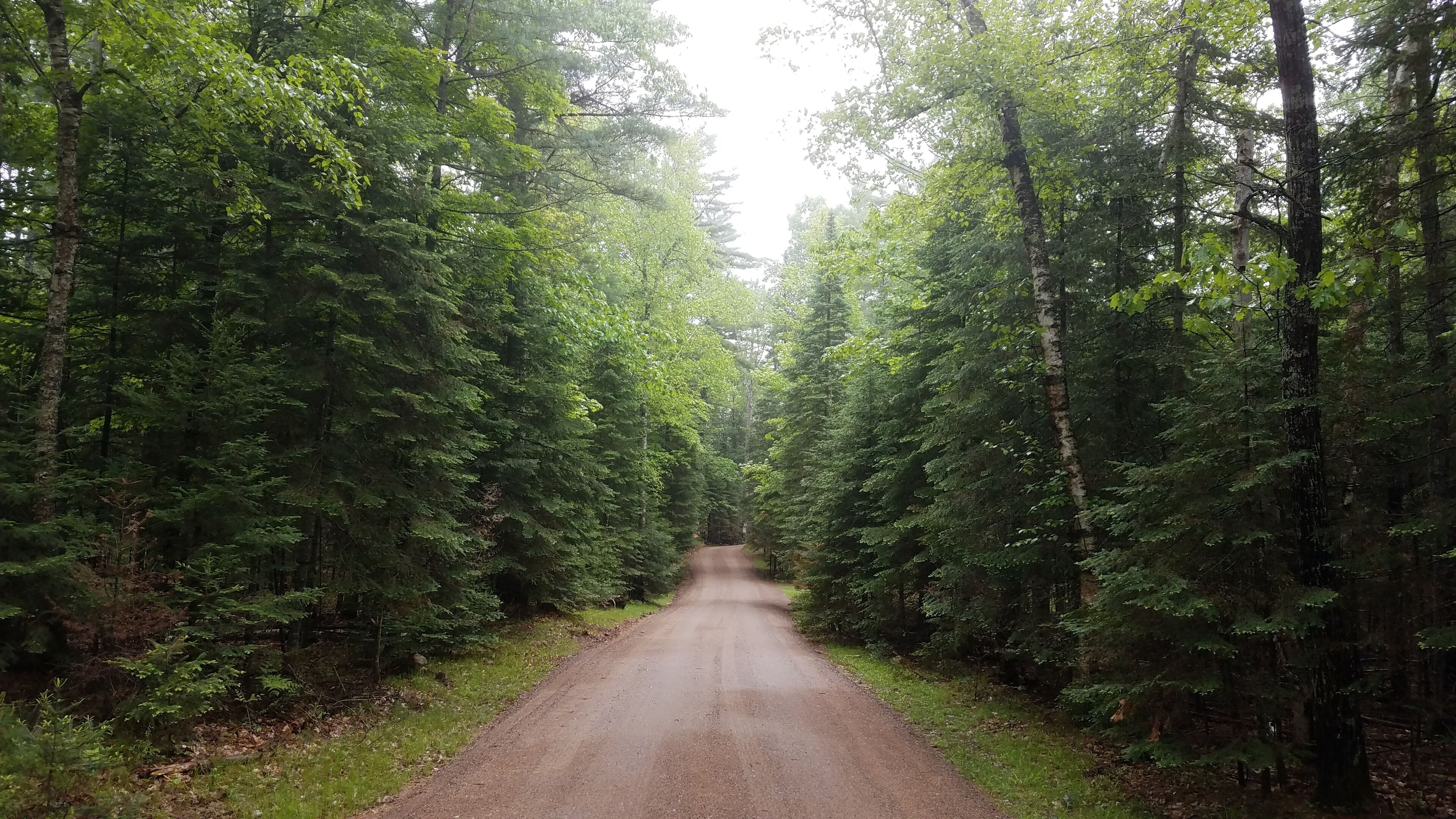 Une route forestière bordée d’arbres à feuilles persistantes denses.