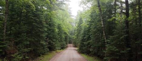 Une route forestière bordée d’arbres à feuilles persistantes denses.