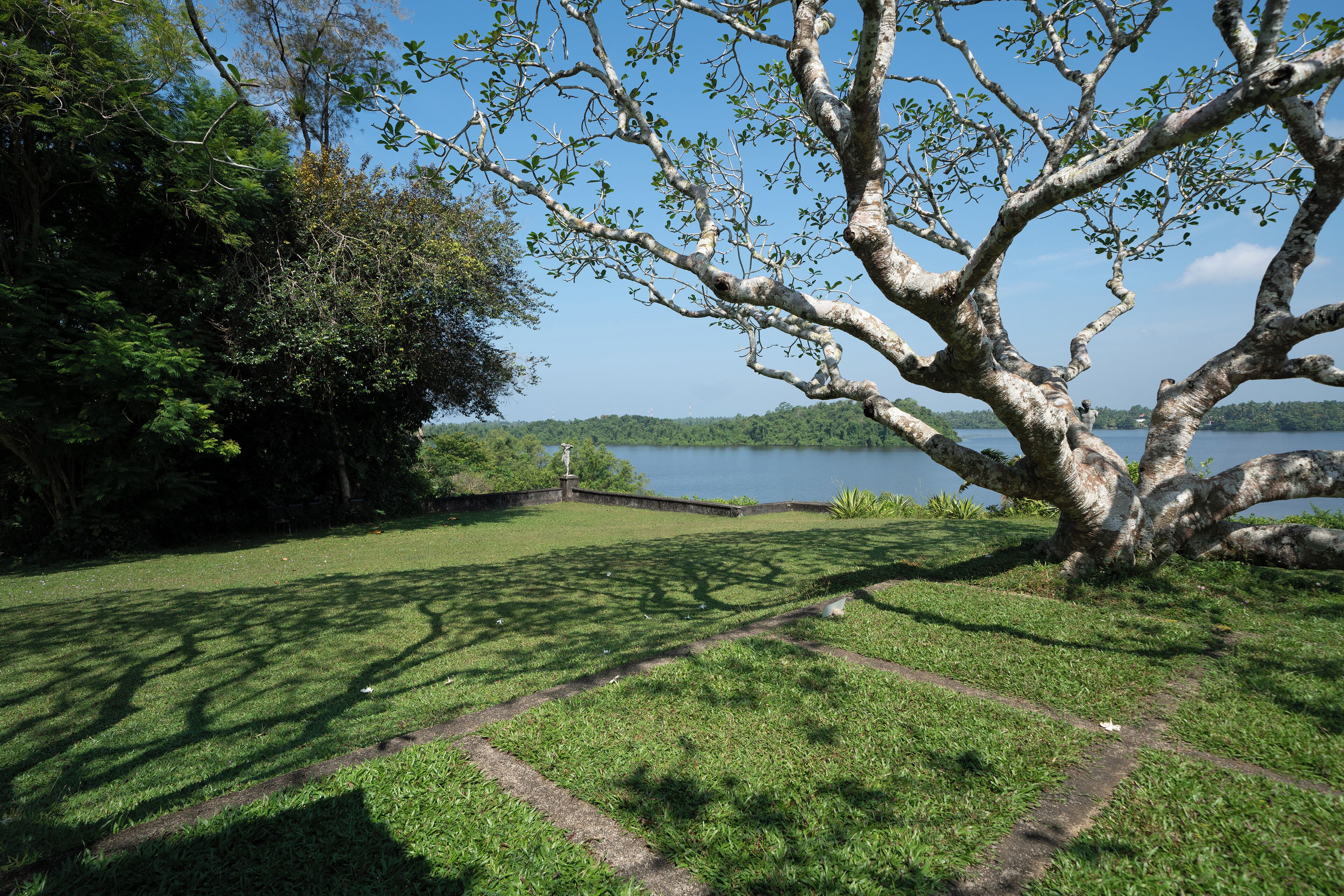 A grassy area with a large tree and a view of a lake.