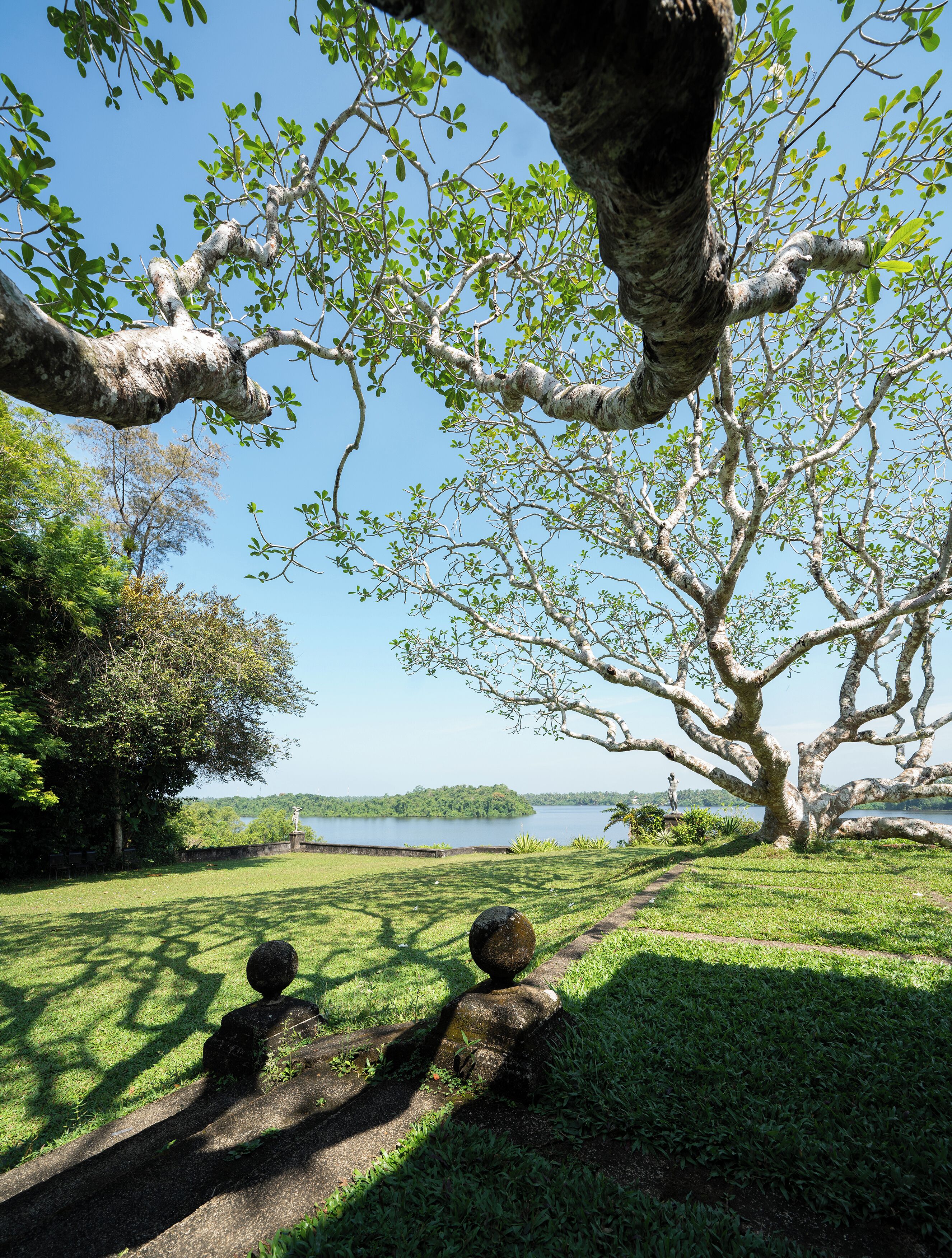 Un gran árbol con vistas despejadas a un lago y una estatua al fondo.