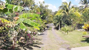 A pathway lined with banana trees and tropical plants, leading to a shaded area with a wooden bench.