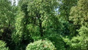 A lush garden with a variety of trees and potted plants. - Bright charming apartment with garden, terrace, WLAN  (Niedersachsen - Dornum)