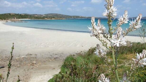 Ein Strand mit klarem, blauem Wasser und weißem Sand, umgeben von grüner Vegetation und Hügeln im Hintergrund.
