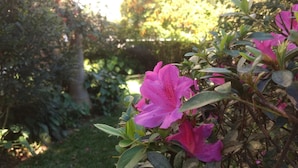 Garden - Pousada Quartos da Vovó Itajaí - SC (Itajai)