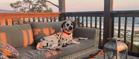 A dog on a wicker sofa with a view of the beach and ocean.