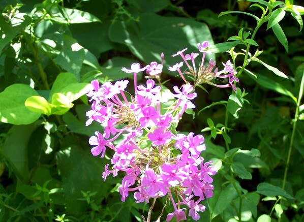 Cabin, 1 King Bed (Bearadise) | Property grounds