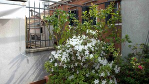 Un balcon orné d’un arbuste à fleurs blanches en pot, avec une rambarde en métal, et offrant une vue sur un bâtiment doté d’un toit en tuiles et, au loin, sur le clocher d’une église.