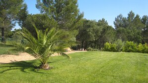 A grassy area with a palm tree and pine trees. - Villa in Bagnols Near Sea With Pool (Bagnols-en-Foret)