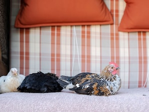 Three chickens on a carpeted floor with a checkered wall and orange cushions in the background. - Apartments "meschermolen" Near Maastricht (Eijsden)