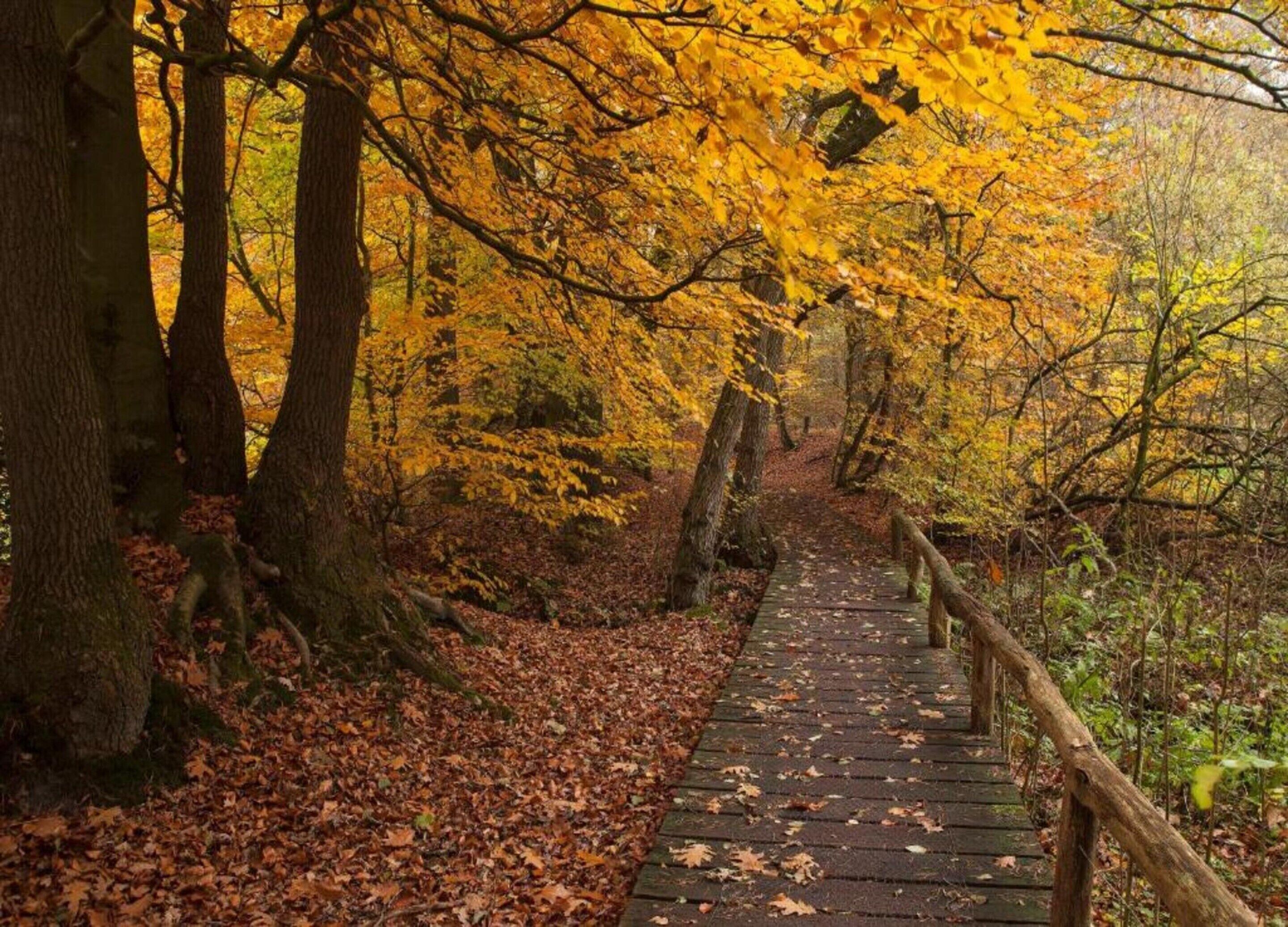 Una passerella in legno che attraversa una foresta con foglie gialle autunnali.