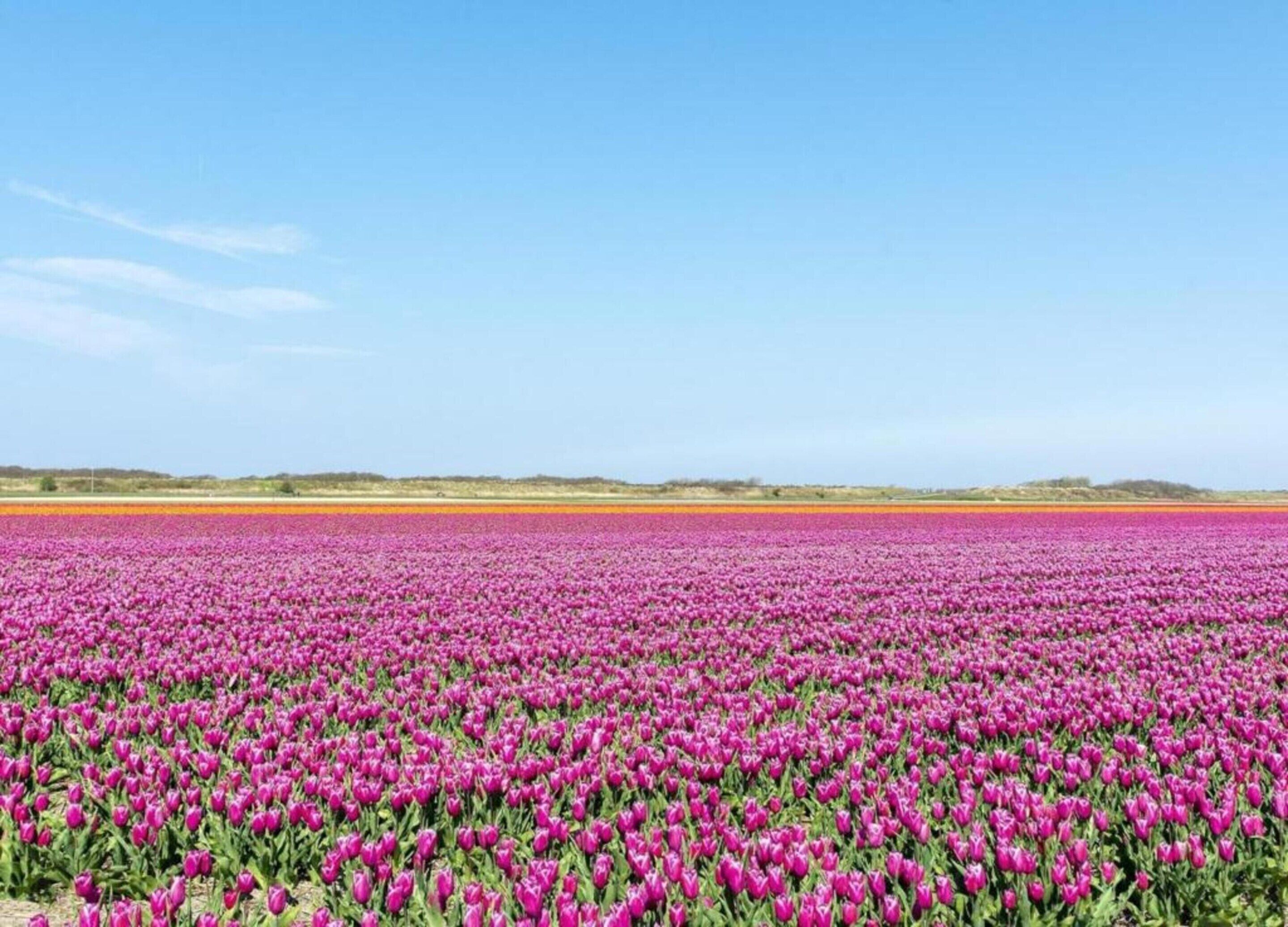 A vast field of pink flowers under a clear sky.