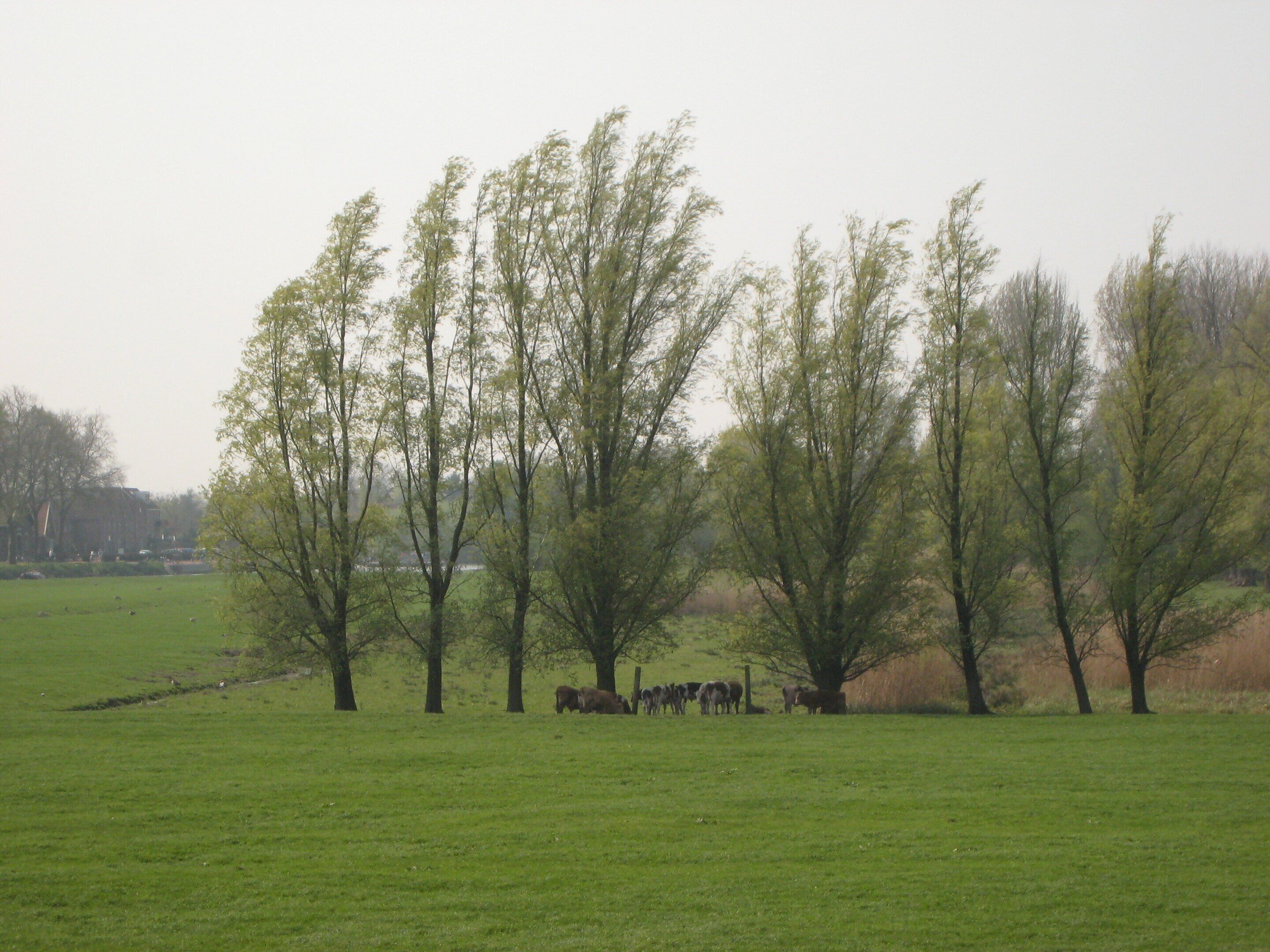 Un campo cubierto de hierba con árboles y un grupo de vacas.