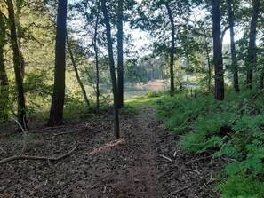 A forest path leading to a lake surrounded by tall trees and dense foliage. - Kempen Comfort With Sauna & Tub (Vessem)