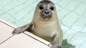 Uma foca em uma piscina com bordas azulejadas.