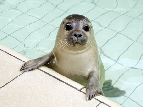 Un phoque dans une piscine dont les bords sont recouverts de carreaux.