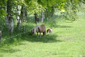 House | View from property - Holiday Home in Heeten Near Forest (Heeten)