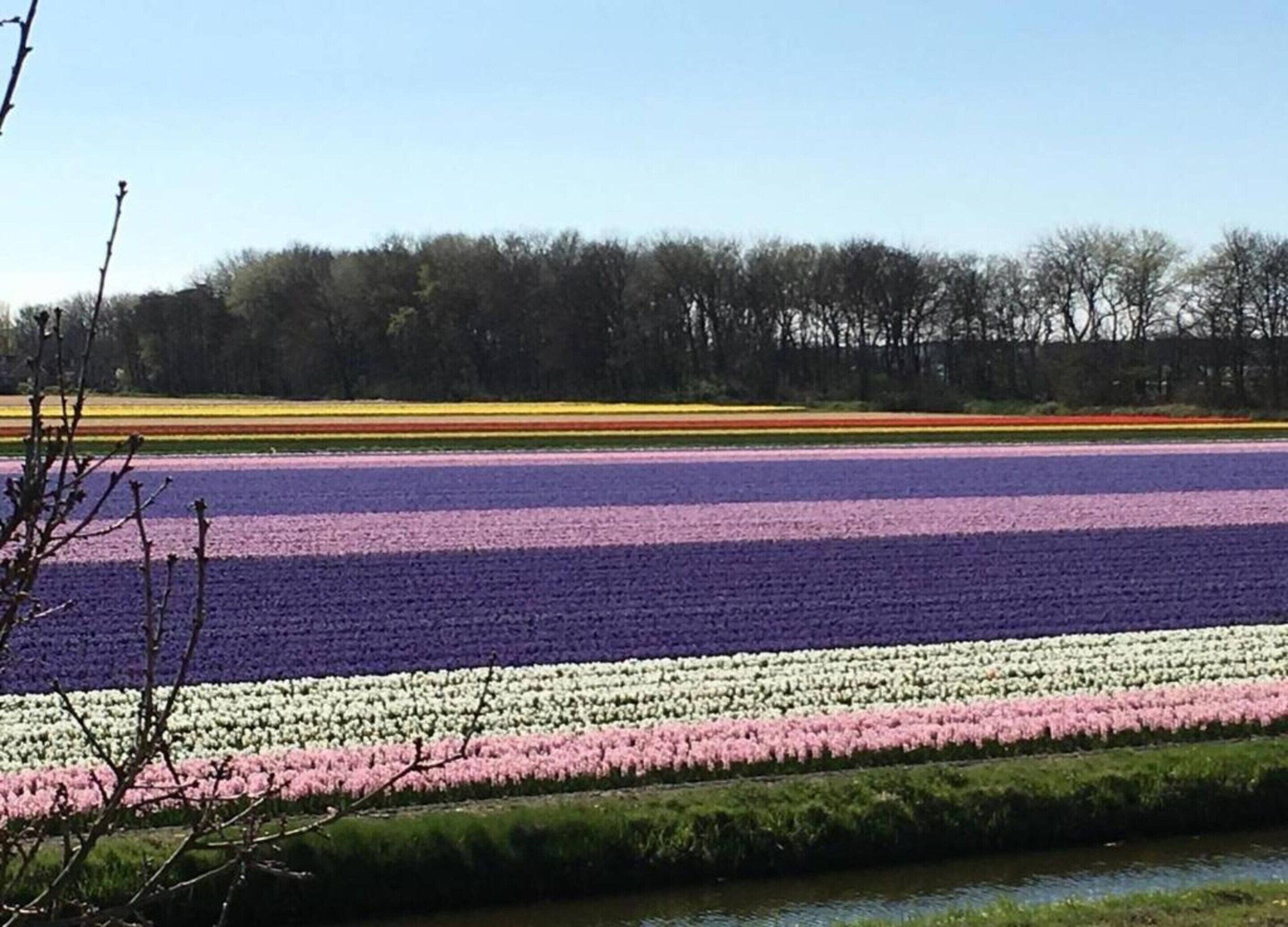 Een veld vol tulpen in verschillende kleuren.
