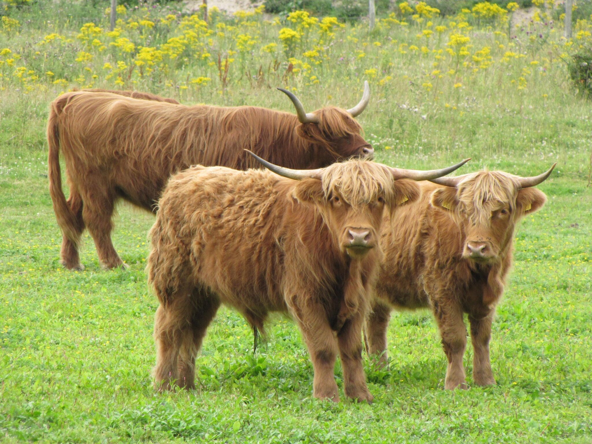 Duas vacas da raça Highland numa relva florida com flores amarelas.