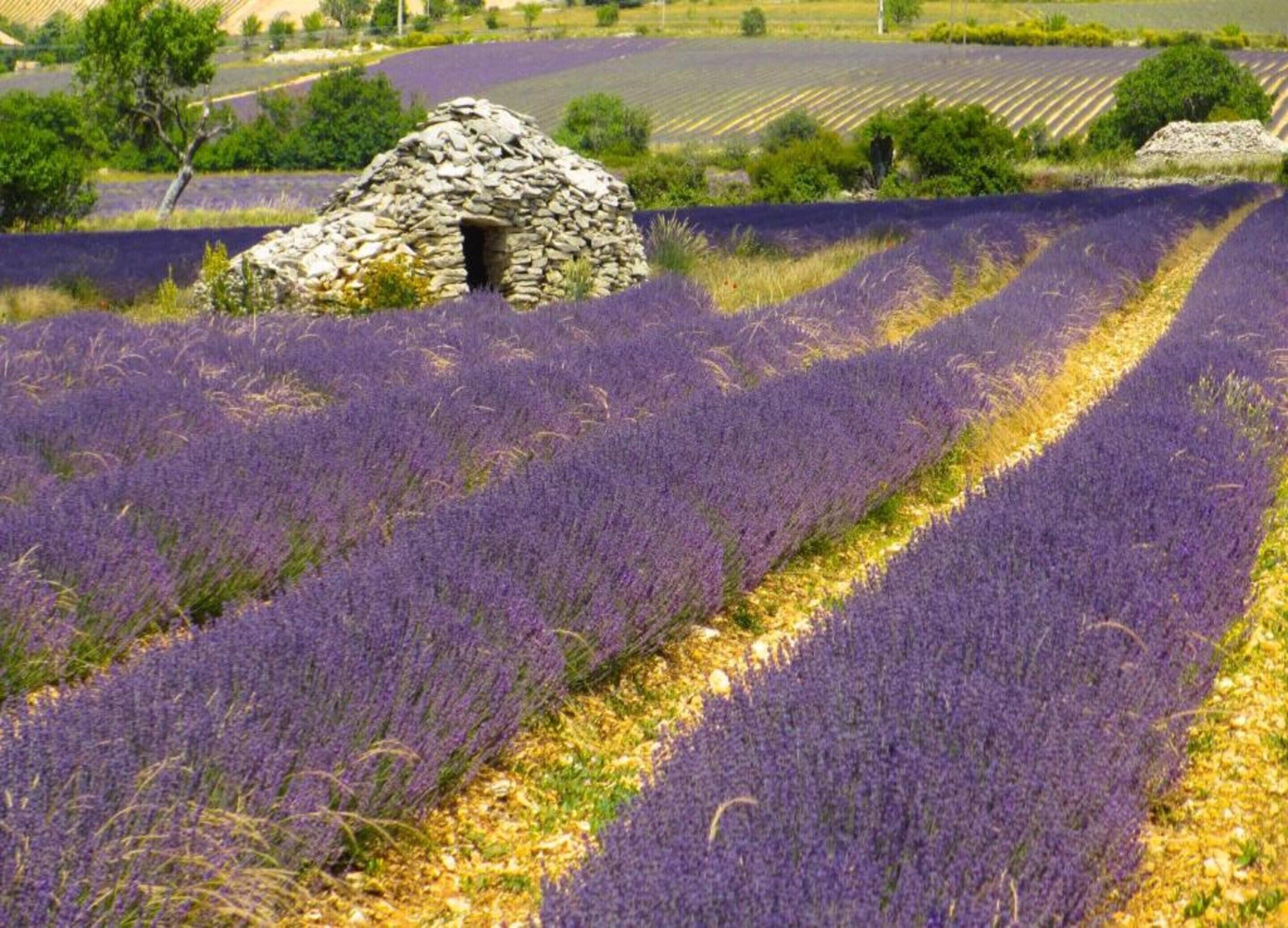 A lavender field with a stone structure in the center.