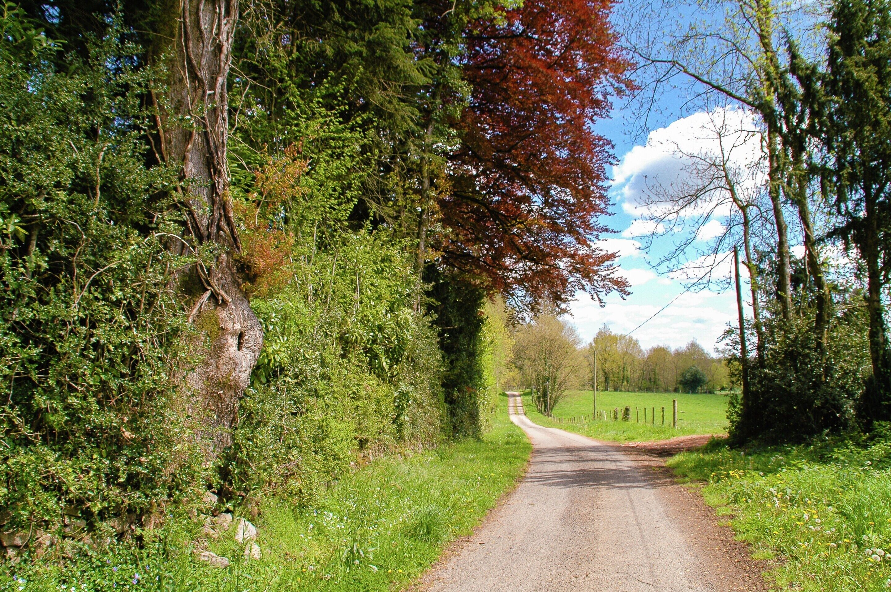 A rural road flanked by trees and greenery.