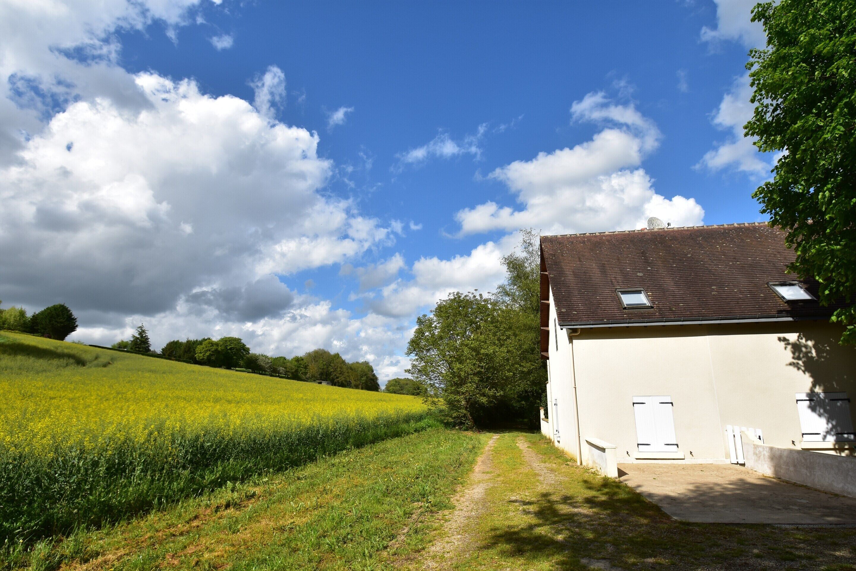 A rural building with a dirt path leading to it, surrounded by a field of yellow flowers and trees under a partly cloudy sky.