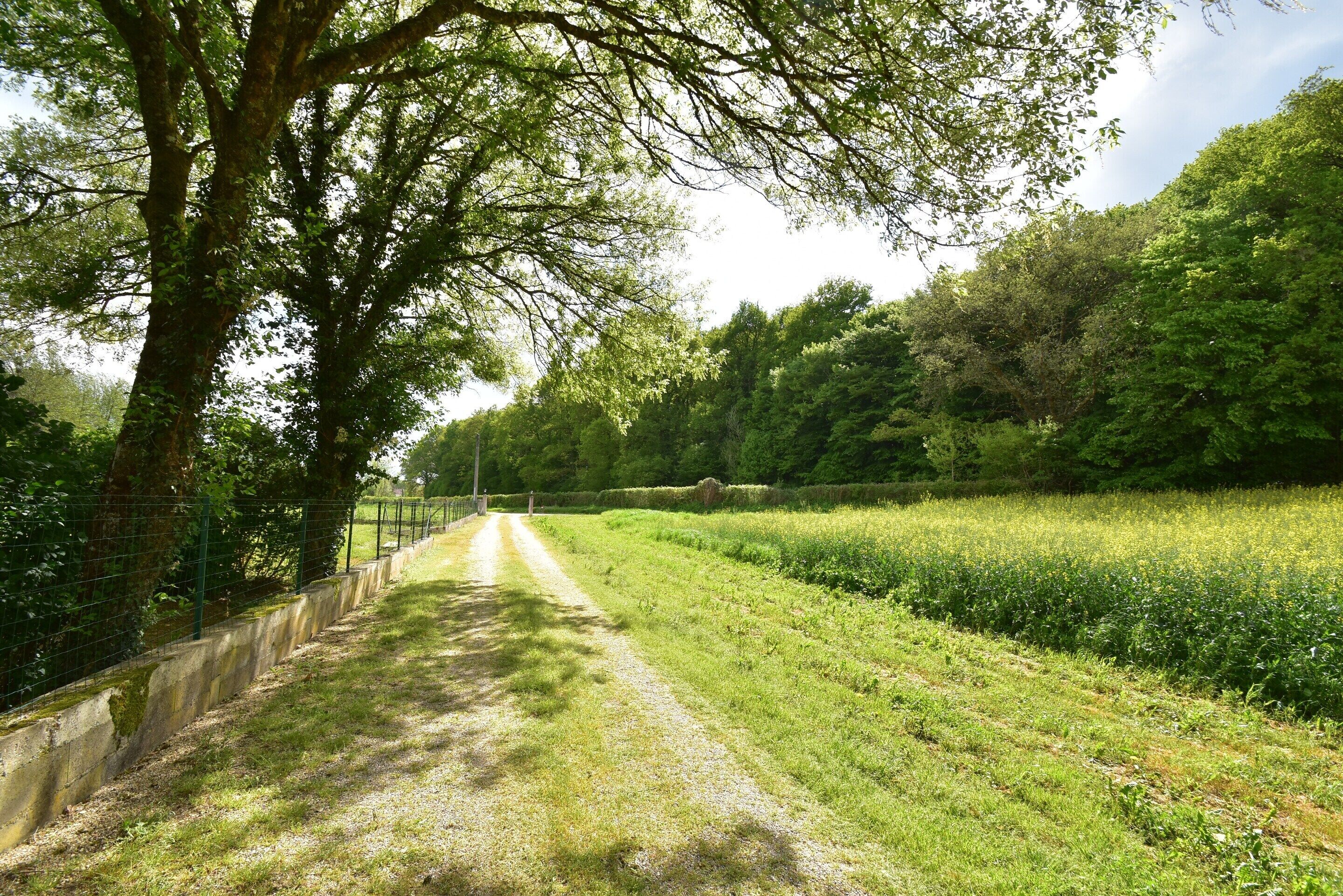 Une route de campagne bordée d’arbres et de champs.